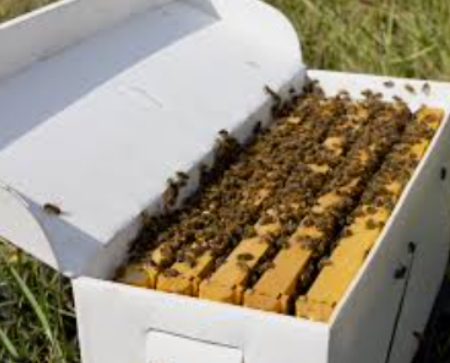 5 Frame Nucleus Colonies - April 18th