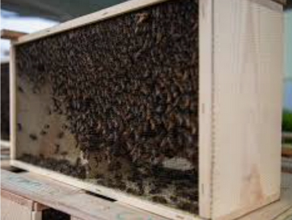 3 lb Package Bees - Marked Queen